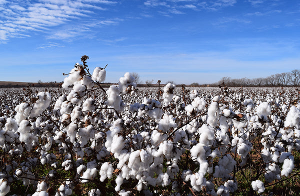 What is Organic Cotton Clothing?