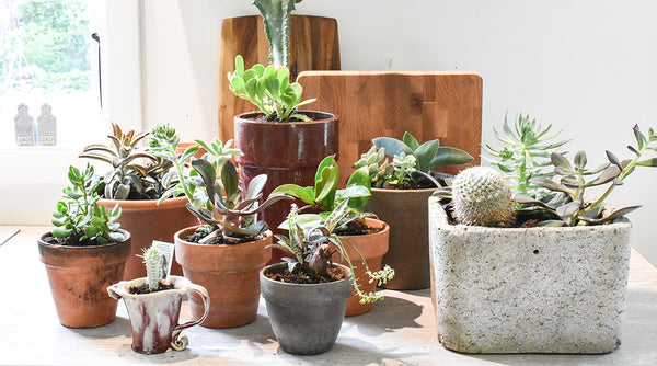 Why Houseplants are Plant-Tastic