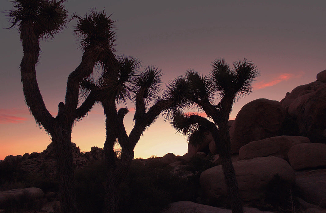 Joshua Tree