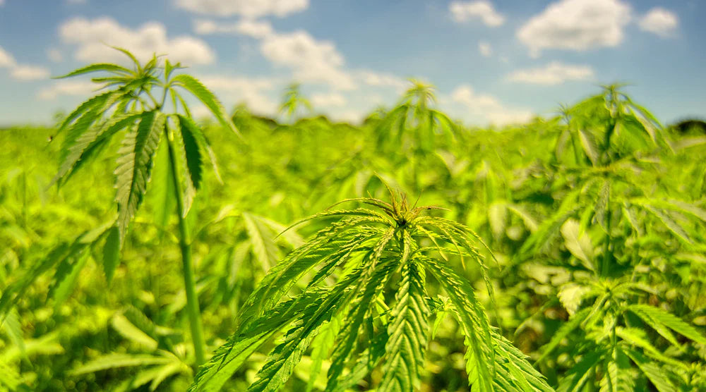 Hemp&#39;s Epic Journey