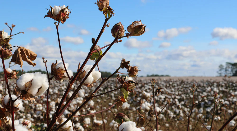What Is Organic Cotton In Conversion
